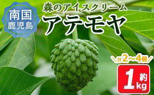 
            【数量限定】森のアイスクリーム 国産アテモヤ (約1kg・計2～4個入) 鹿児島県産 果物 フルーツ【大徳産業】A120-v01
          