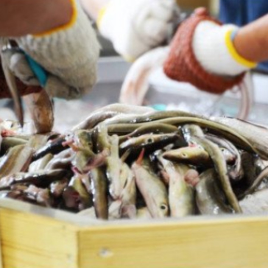 活〆照焼きハモ（のぞみハモ）(三越伊勢丹選定)