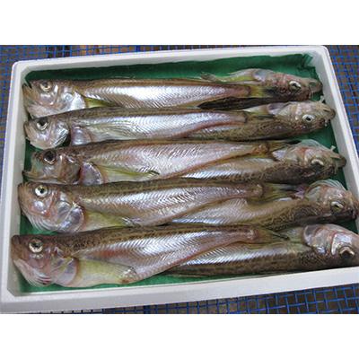 ふるさと納税 宮津市 ハタハタ(特大)　干物　一夜干し　450g×2箱