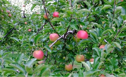 17-G　[予約開始！]　荒明果樹園　人生をかけた、極上りんご（陽光）5kg（一段詰め）｜ りんご リンゴ 林檎 果物 くだもの フルーツ 福島県 会津坂下町 ※2025年10月中旬頃より順次発送予定