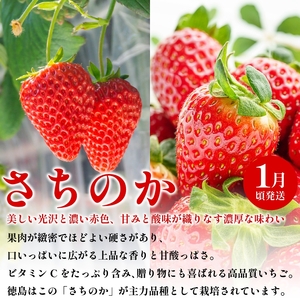 フルーツ 定期便 全3回 フルーツ定期便