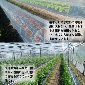 旬のこだわり 京野菜 セット 6～10種類＜ファーザーズファーム＞栽培期間中農薬不使用｜野菜 野菜詰め合わせ 野菜セット 京野菜 旬の野菜 新鮮野菜 ※北海道・沖縄・離島への配送不可