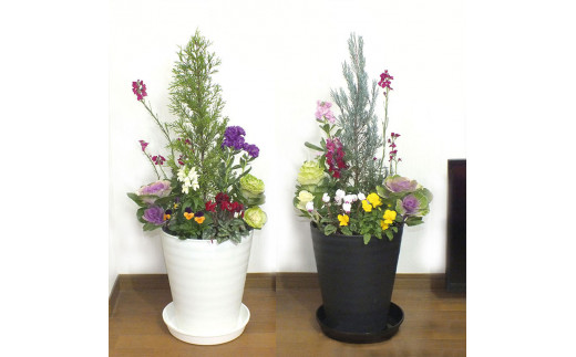 季節の花の寄せ植え　１０号鉢　選べる鉢色　室内園芸装飾マイスター岡部太郎氏監修