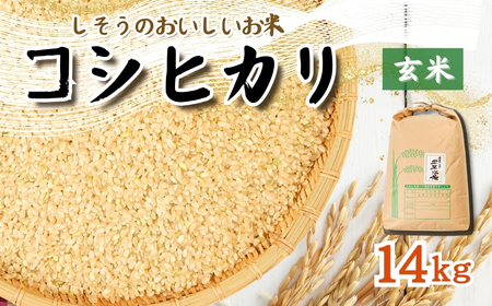 K9 【令和6年産　新米　先行受付】しそうのおいしいお米　コシヒカリ玄米14㎏