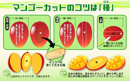 2025年発送 農家直送【上原マンゴー園】優品完熟マンゴー　1.2kg以上　先行予約 完熟 マンゴー アップル 南国 沖縄 国産 フルーツ くだもの 果物 果実 先行予約 産地直送 贅沢 濃厚 冷蔵 