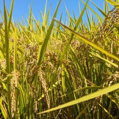 ふるさと納税 南相馬市 【令和8年産米 先行予約】にじのきらめき 白米 5kg 令和8年産 | JAS有機米 みさき未来 |  | 03