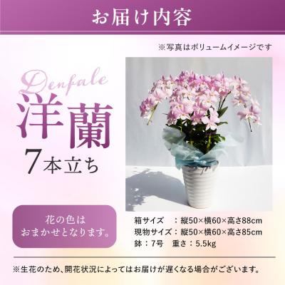 ふるさと納税 糸島市 【ギフトに】デンファレ(洋蘭)7本立ち 糸島市/和饗エコファーム株式会社 [AVI002] |  | 01
