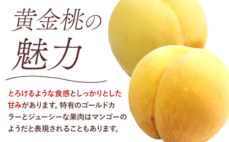 【先行予約】黄金桃 1.5kg 5～6玉  桃茂実苑《2026年8月中旬-9月上旬頃出荷》【配送不可地域あり】