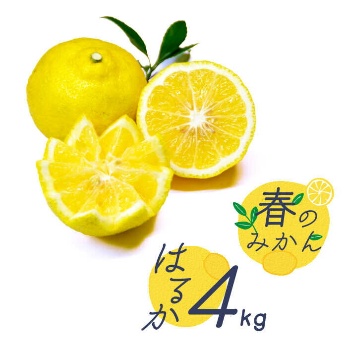【ふるさと納税】【2026年2月～発送】【爽やか系 柑橘 春のみかん 】はるか 約4kg / みかん ミカン 蜜柑 柑橘 果物 フルーツ / 南島原市 / 長崎県農産品流通合同会社 [SCB075]