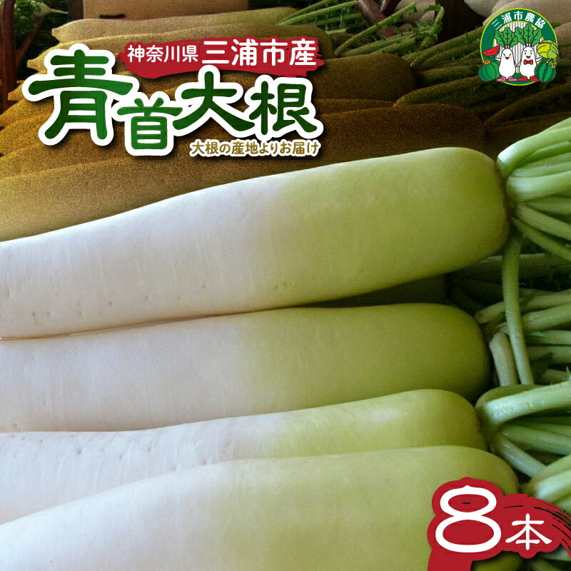 【ふるさと納税】 神奈川県 三浦市産 青首大根 8本 大根 だいこん 野菜 三浦産 大根おろし 味噌汁 みぞれ鍋 旬の野菜 期間限定 限定 三浦市農業協同組合 神奈川県 三浦市 おすすめ ランキング プレゼント ギフト