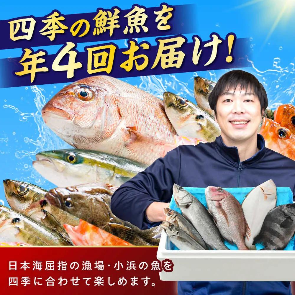 【定期便】全4回(3ヶ月毎発送)【加福鮮魚】「若狭小浜港産地直送」旬の天然鮮魚お任せセット！地魚 下処理済み 刺身 煮魚 焼き魚  小浜市 / 加福鮮魚 【配送不可地域：北海道、北東北（秋田、青森、岩
