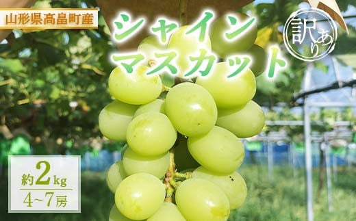 【農業者支援】≪先行予約≫ご家庭用 2024年 山形県 高畠町産 シャインマスカット たっぷり約2kg（4～7房） 2024年9月中旬から順次発送 ぶどう ブドウ 葡萄 マスカット 大粒 種なし 高級 くだもの 果物 フルーツ 秋果実 訳あり 産地直送 農家直送 数量限定 F20B-927