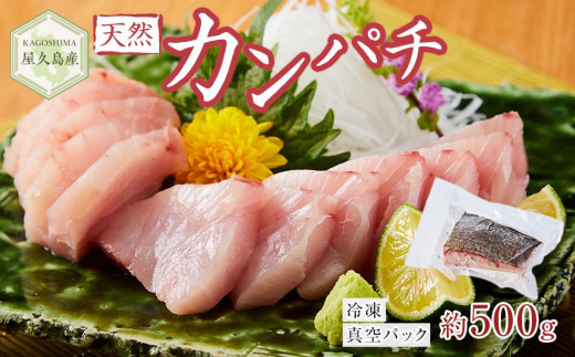 
屋久島産 天然カンパチ 約500g ブロック 冷凍 真空パック
