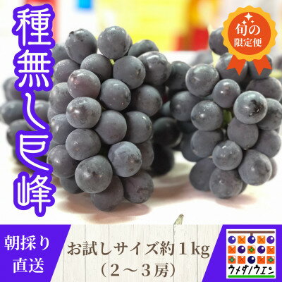【ふるさと納税】お試しサイズ約1kg　梅田農園の種無し巨峰　朝採りした物をその日の内に発送　8月より順次発送予定【配送不可地域：離島】【1642883】