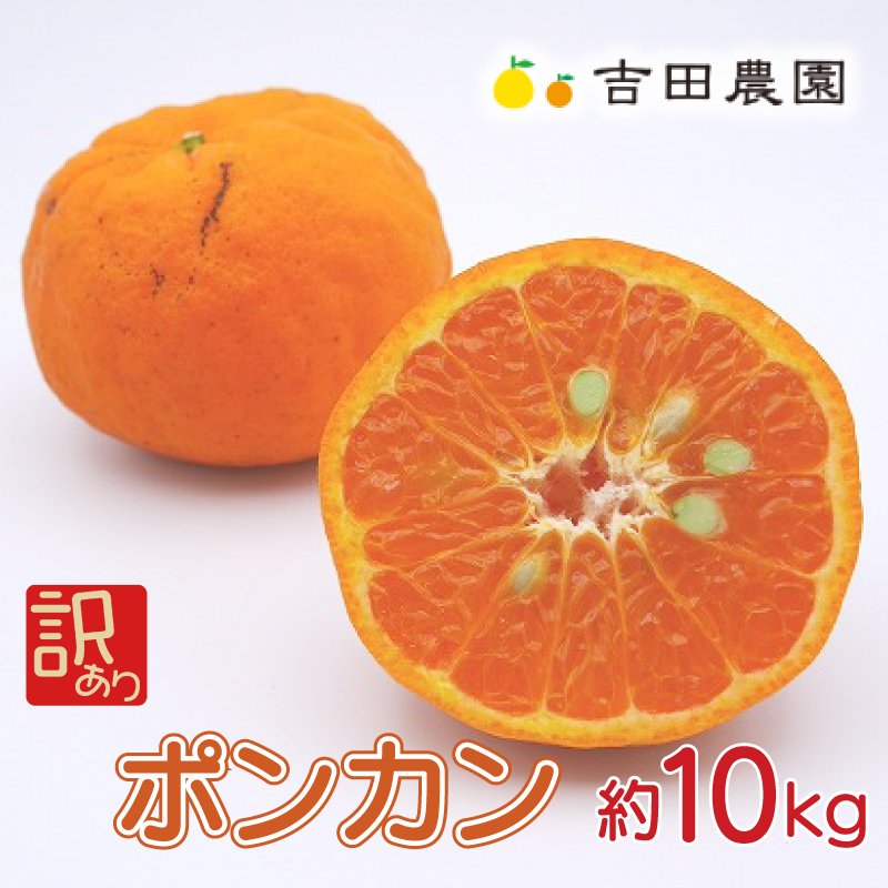 数量限定 順次発送  訳あり ポンカン 10kg 18000円 ぽんかん 国産 わけあり みかん mikan 蜜柑 ミカン 産地直送 農家直送 期間限定 特産品 ギフト プレゼント ゼリー ジュース アイス 冷凍 みかん 等に 人気 限定 甘い フルーツ 果物 柑橘 美味しい おいしい 小玉 含む ジューシー サイズ ミックス 吉田農園 愛南町 愛媛県