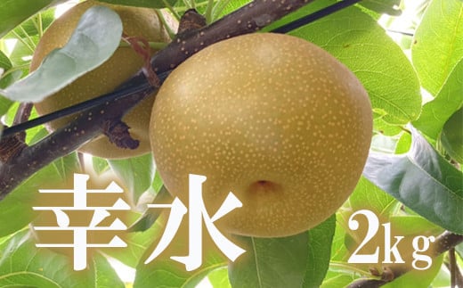 
            No.1712梨　なし　幸水　約2kg　【2025年発送　先行予約】
          