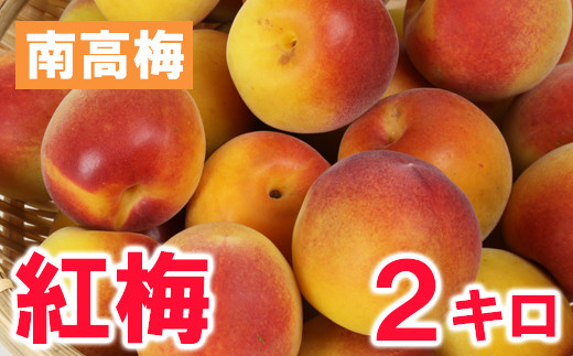 
                  ひらそ農園の紅梅 2kg 梅 南高梅 紅梅 梅干し 梅酒 梅酒用 梅干 梅シロップ 梅ジャム 2キロ 数量限定 先行予約 6月 ＜004-011＞
                