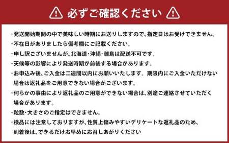 シャインマスカット 約1.3kg以上（2房） 【2026年10月下旬-11月下旬発送予定】 シャイン マスカット ぶどう 葡萄 ブドウ 果物 くだもの フルーツ ギフト お取り寄せ 国産