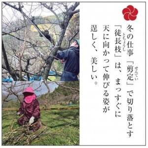 【先行受付/年内配送】梅の里からの正月飾り「門梅」【R】【1588121】