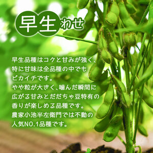【定期便】【令和8年産先行予約】朝採りだだちゃ豆 食べ比べ 1.5kg (500g×3袋)×3回 お届け 早生・白山・晩生 枝豆　小池半左衛門