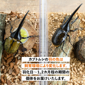 【C76002】ヘラクレスオオカブト (ヘラクレスヘラクレス) 成虫ペア オス(130mm台) メス(フリーサイズ) 鹿児島 ヘラクレス カブトムシ かぶとむし 雄 オス 昆虫 虫 むし 成虫 生体 