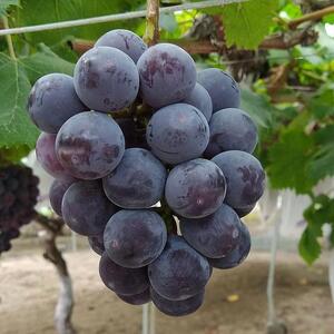 ピオーネ　1.5kg以上　※2025年8月下旬頃に順次発送予定　※北海道・沖縄・離島への発送不可  | ぶどう ピオーネ