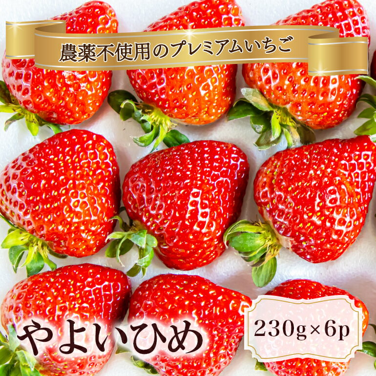 【ふるさと納税】 農薬を使わず育てた安心安全 イチゴ やよいひめ 6パック いちご 苺 ナノバブル水素水使用 農薬不使用 希少 国産 果物 フルーツ くだもの 冬 旬 産地直送 農家直送 産直 甘い デザート スイーツ 家庭用 贈答 贈答用 茨城 茨城県 石岡市 (A14-007)