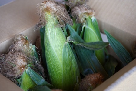 【2026年発送先行予約】山梨県産ドルチェドリーム2Lサイズ×10本セット SWBS005