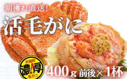 【令和8年発送】三陸産 三陸活毛ガニ400g×1杯【2026年3月～4月発送】【05】