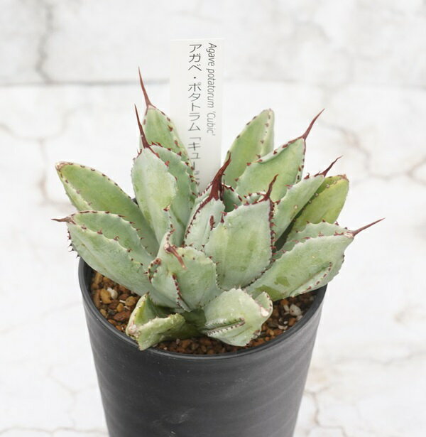 【ふるさと納税】アガベ・ポタトラム「キュービック」 3.5号鉢 四国ガーデン 人気 多肉植物 インテリア 観葉植物 グリーン リラックス｜B326