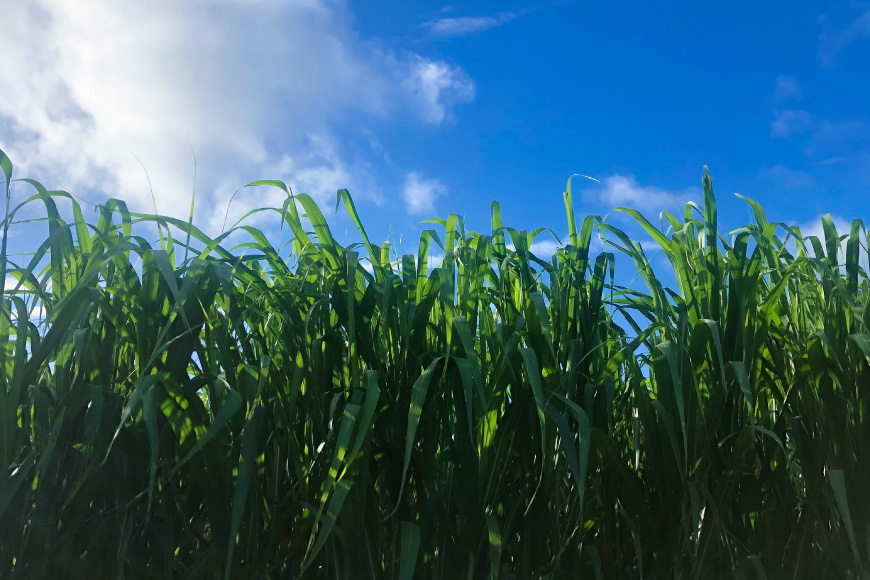 黒糖 おきなわ黒糖 防災缶 24缶 セット [沖縄ビエント 沖縄県 伊江村 ie47bix880001] 黒砂糖 沖縄 お菓子 おやつ防災 防災食 非常食 常備 常備食 災害 ローリングストック