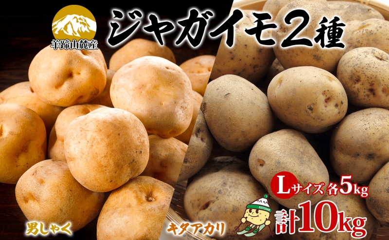 北海道産じゃがいも 男爵 キタアカリ各約5kg Lサイズ 計10kg ジャガイモ 男爵いも 北あかり 馬鈴薯 ポテト 根菜 常備野菜 産直 国産 JAようてい 送料無料 北海道 倶知安町