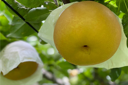 【2025年】和梨 新興 約5kg（約7～10個）《11月上旬～お届け》 山伴しなの川フルーツガーデン