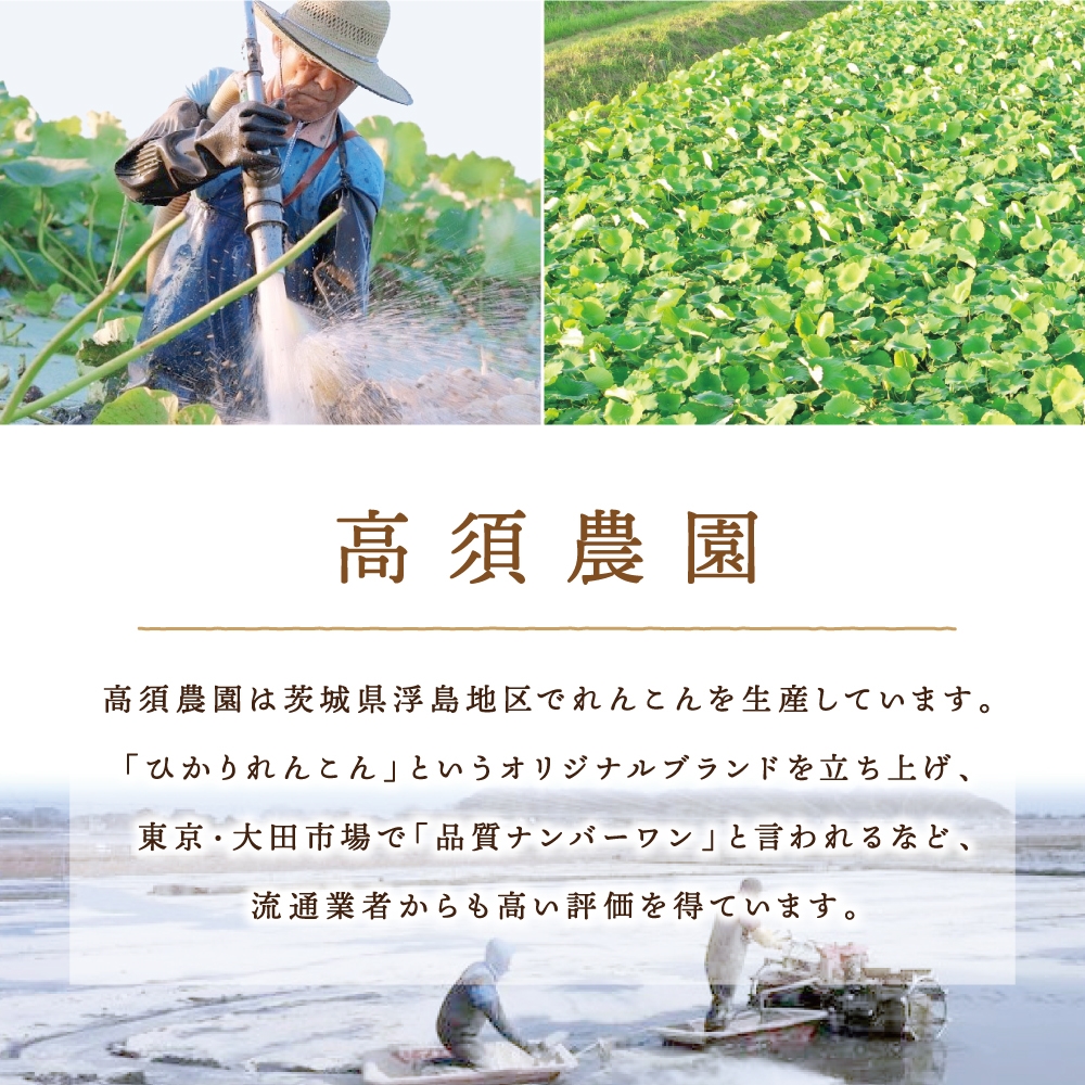 ひかりれんこんギフト2kg (AMサイズ) 化粧箱入｜れんこん レンコン 蓮根 根野菜 浮島れんこん [1742]