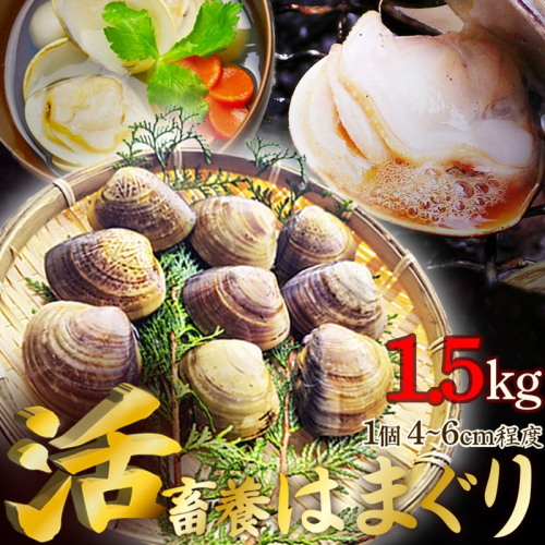 畜養活はまぐり 1.5kg　蛤 魚介類 魚貝 殻付 貝 海鮮 新鮮 貝類 ふるさと納税 はまぐり ふるさと納税 ハマグリ ふるさと納税 蛤 肉厚 酒蒸し お吸い物 炊き込みご飯 バーベキュー BBQ 生産者応援 送料無料
