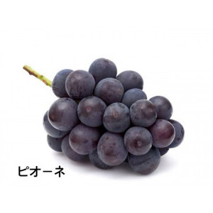 【お中元 熨斗付】 桐箱入り ナガノパープル 1房・ ピオーネ 1房 ＜2026年8月より順次発送＞ (県内共通返礼品:かすみがうら市産) 先行予約 ぶどう ブドウ 葡萄 フルーツ 茨城 新鮮 (BR
