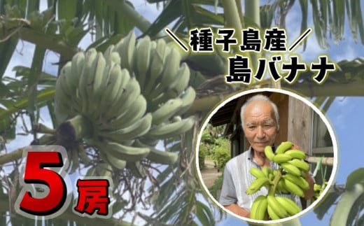 種子島 園田 バナナ園 北限の 国産 露地 バナナ 5房　NFN251【600pt】 // 国産バナナ 露地物 小笠原種 希少 珍しい バナナベルト地帯 露地栽培 強い甘み 酸味 北緯30度 オリジナルバナナ箱