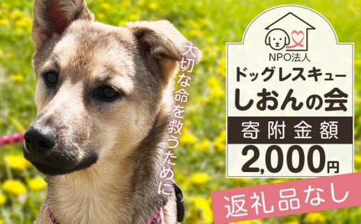 
【野犬の保護活動】浜中町「ドッグレスキューしおんの会」を支援　2000円分 返礼品なし_H0039-002
