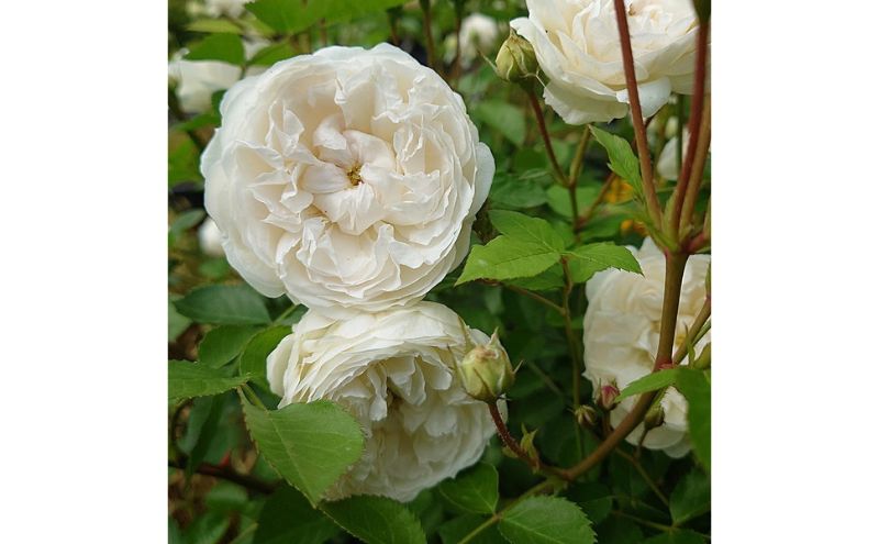 【Apple Roses】バラ苗『ノーブル・ハート』大苗6号ポット植え [52210969]