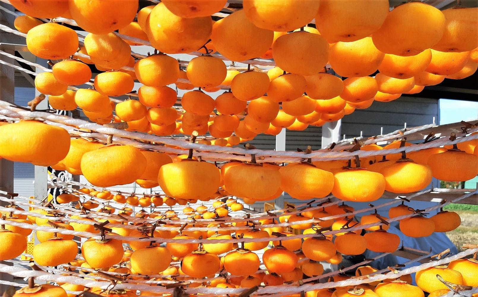 
                  ベニドール干し柿（遠赤外線加工紅干し柿）１０個　0040-2605
                