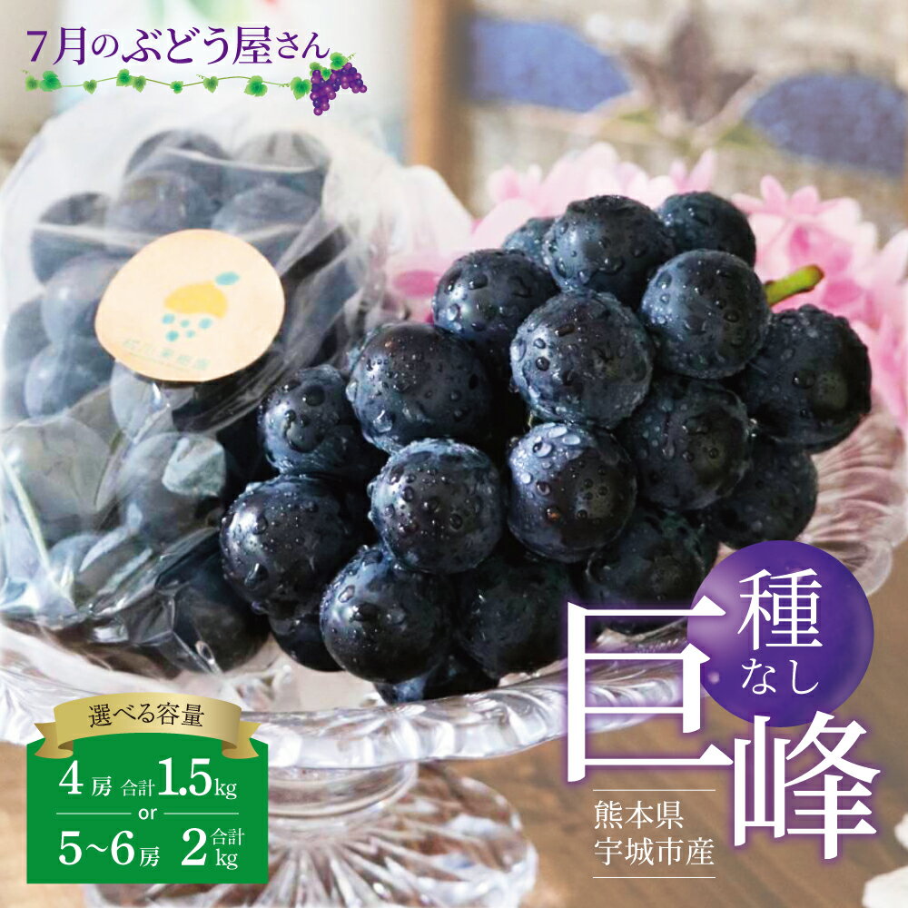 【ふるさと納税】 巨峰 種なし たねなし きょほう ぶどう 葡萄 7月のぶどう屋さん 種なし巨峰 選べる容量約1.5kg もしくは 約2kg 4〜6房 松川果樹園 種無し巨峰 熊本県 宇城市産 冷蔵 7月上旬〜8月上旬発送予定
