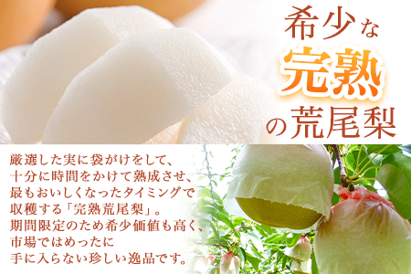 先行予約 目野果実直売所 荒尾梨 約2-2.5kg 旬の梨