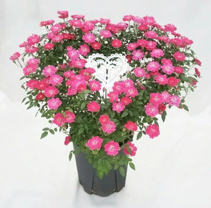 【先行予約】 母の日に！ つるバラ ハート リング仕立て 5号 2026年5月から順次発送 オンライン決済限定 花 花