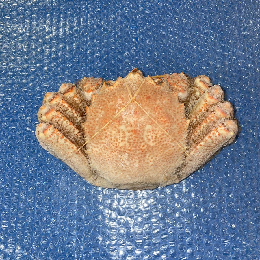 ＜加藤水産＞ボイル毛蟹（北海道）800ｇ×1尾