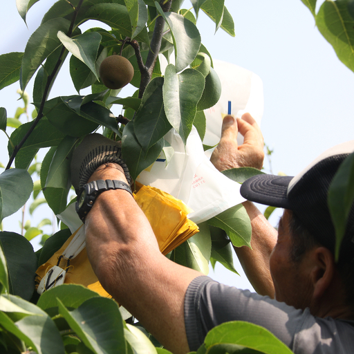 【先行予約】中野農園 梨 ”新甘泉” 5kg 冷蔵便｜鳥取 岩美 梨 なし ナシ 赤梨 果物 フルーツ ※お届けは2026年8月下旬頃～【41081】