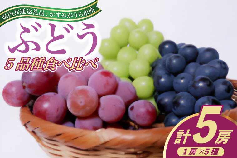 
            ＜2025年8月より順次発送予定＞ぶどう5品種食べ比べ(県内共通返礼品:かすみがうら市産) (BR077)
          