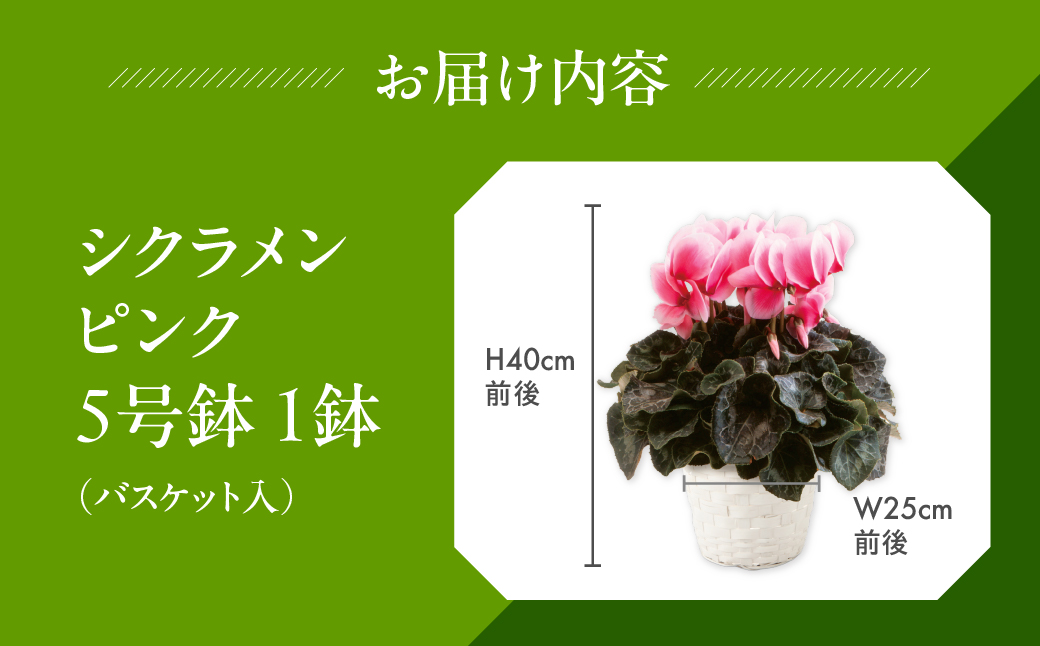 シクラメン ピンク 観葉植物 植物 5号鉢 人気 おしゃれ かわいい 初心者 枯れにくい 育てやすい お手入れ 室内 大鉢 中型 インテリア リビング 玄関 寝室 キッチン オフィス プレゼント ギフ