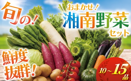 野菜 セット 旬 湘南野菜 おまかせ セット 10～15品 詰め合わせ 野菜セット やさい きゅうり トマト なす ねぎ さといも 小松菜 白菜 玉ねぎ とまと キュウリ ヤサイ yasai 旬の野菜セット 10000円 新鮮 数量限定 神奈川 湘南 藤沢