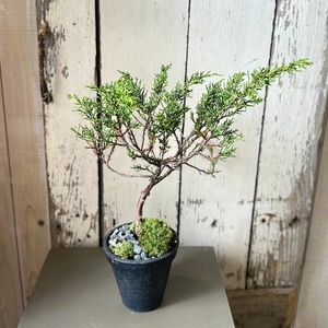 SL0275　和ボンサイ(WA BONSAI）) 季節を感じる小さな宇宙