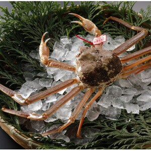 【先行予約】鳥取県産 タグ付き 活松葉がに 1kg以上×3杯(中村商店)25年12月・26年1月発送【配送不可地域：離島・北海道・沖縄県・東北・信越、北陸】【1692717】